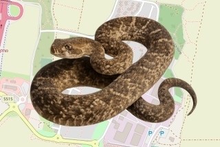 לוכד נחשים בהיתר בקיבוץ יקום - הדר יוסיפון