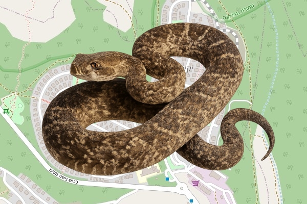 עומר ברוך