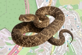 לוכד נחשים בהיתר ביקנעם עילית - יוסי ויזנבליט