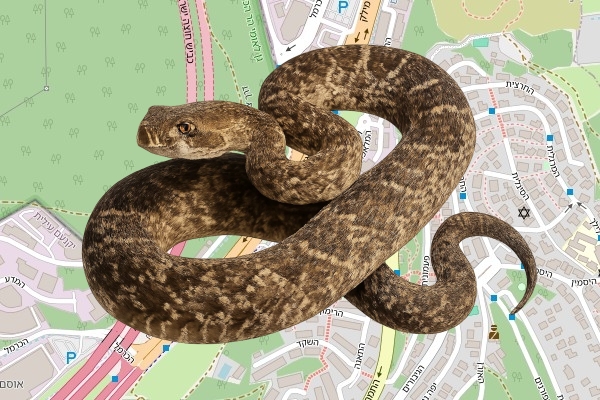 קובי יעקב בולר