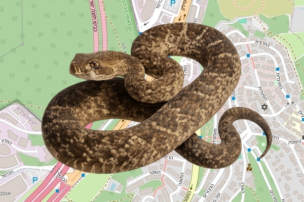 סימון גמיסון