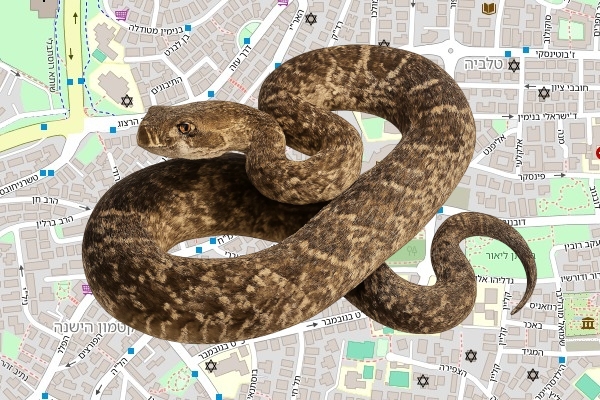 אליהו אטיאת
