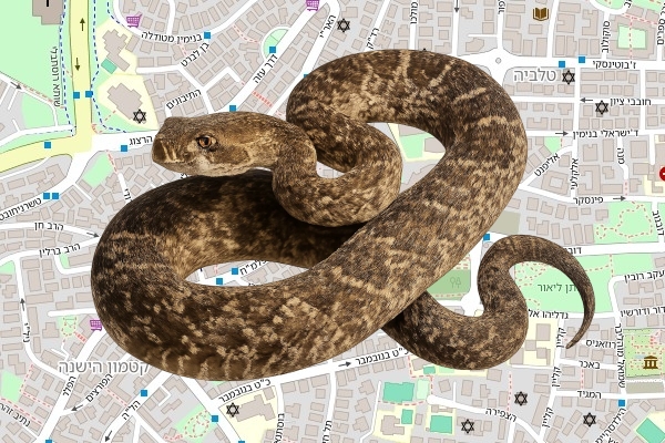 בנימין רודקוביץ