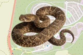 לוכדים מורשים בקיבוץ כברי - תם גושן