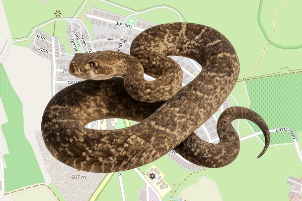 אביחי כלפה