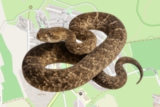 לוכד נחשים בהיתר בכוכב השחר - אביחי כלפה