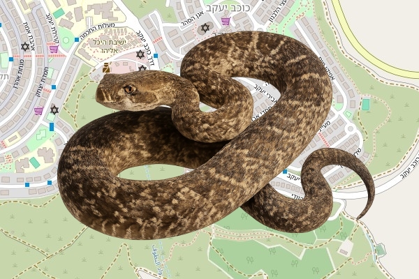 דוד מימון
