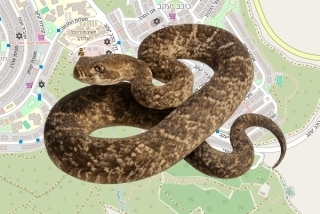 לוכד נחשים בהיתר בכוכב יעקב - דוד מימון
