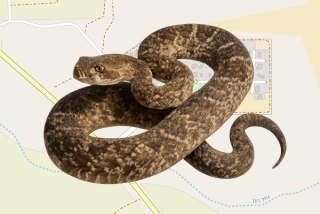 לוכדים מורשים במושב כמהין - אלמוג ורדי