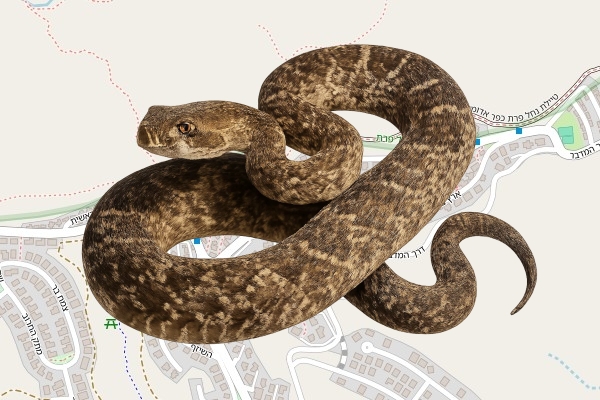 יואל דוד אורן