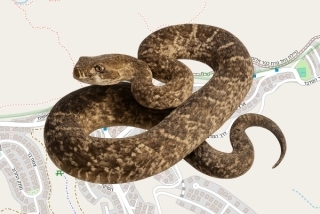 לוכד נחשים בהיתר בכפר אדומים - יואל דוד אורן