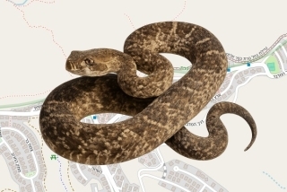 לוכד נחשים בהיתר בכפר אדומים - שלו אביטל