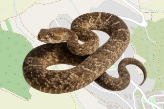 לוכד נחשים בהיתר בכפר אוריה - תומר ברגר