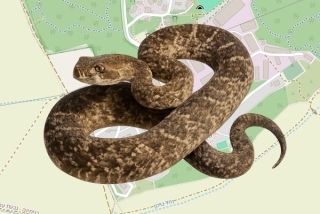 לוכדים מורשים בקיבוץ כפר גליקסון - פטר לויינברגר