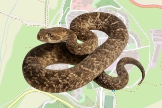 לוכדים מורשים בקיבוץ כפר גלעדי - דוד קלינגנר