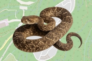 לוכד נחשים בהיתר בקיבוץ כפר החורש - רותם שבח