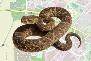לוכדים מורשים בקיבוץ כפר המכבי - יאיר ישורון