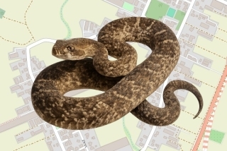 לוכד נחשים בהיתר בכפר הנגיד - אברהם אבי בן בסט