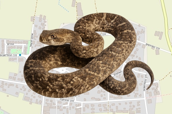 רות שחם