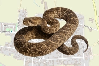 לוכד נחשים בהיתר בכפר הס - רות שחם
