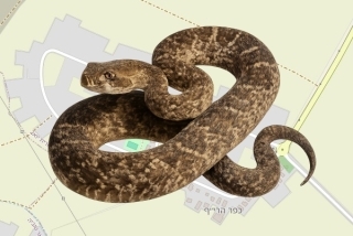 לוכד נחשים בהיתר בכפר הריף - שמעון פילהבר