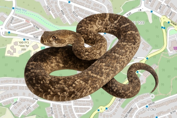 אורי למברג