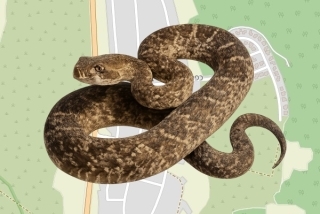 לוכד נחשים בהיתר בכפר שמאי - יזהר יפה רז