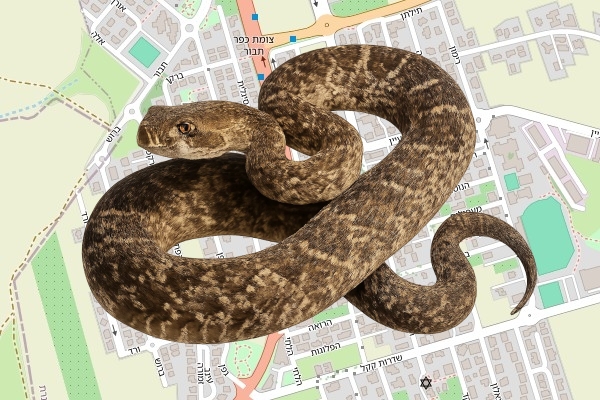 רינת חן קליין