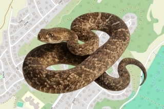 לוכד נחשים בהיתר בכרמי יוסף - גלעד ביתאן