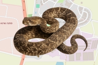 לוכד נחשים בהיתר בקיבוץ לוחמי הגיטאות - אמנון גיל