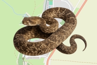לוכדים מורשים בקיבוץ מבוא חמה - רותם רילסקי