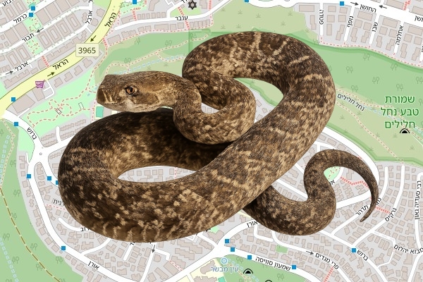אבי לוינשטין