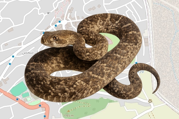 מאמון סבאג