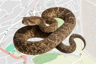 לוכד נחשים בהיתר במגדל שמס - מאמון סבאג