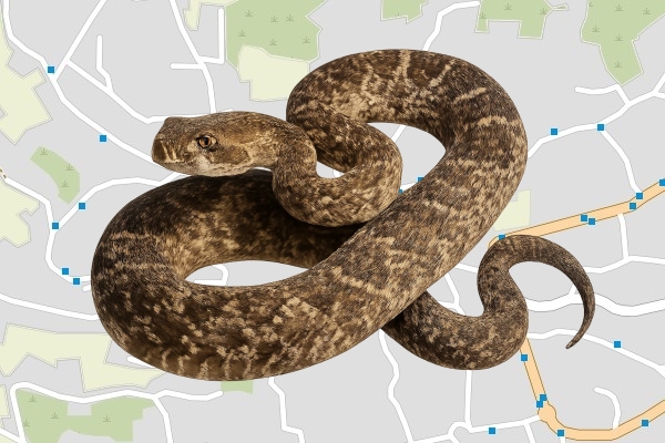טליע הנו