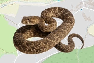 לוכדים מורשים במדרך עוז - בועז גוראש