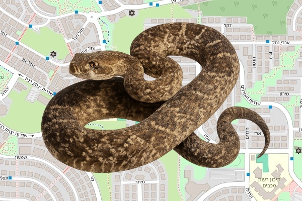 יהב שוורץ
