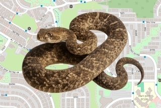 לוכד נחשים בהיתר במודיעין - אדיר תקומי