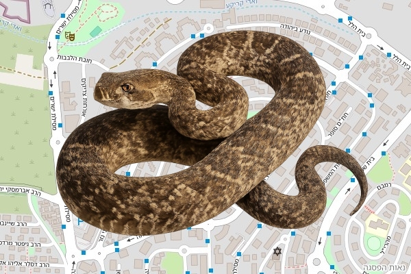 אלון לבנשטיין
