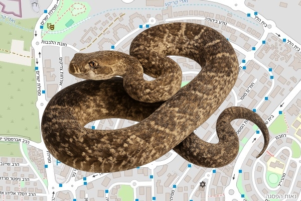 נחשון שוץ