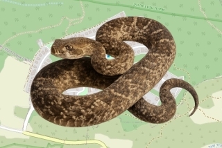 לוכד נחשים בהיתר במצפה הילה - איליה יעקובלב