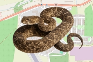 לוכד נחשים בהיתר בקיבוץ מחניים - איתי שגב