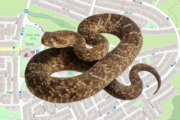 נאוה אורן