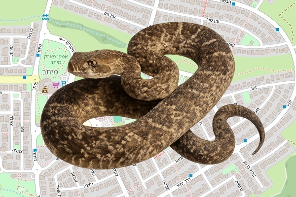 דורון מסורי