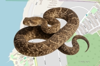 לוכד נחשים בהיתר במכמורת - רם און לוקוב