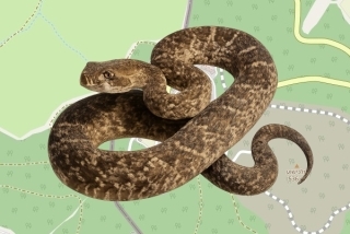 לוכד נחשים בהיתר במלכישוע - צליל בן זהב