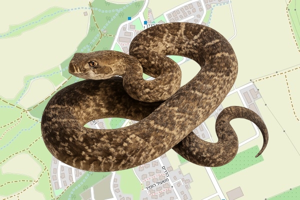 ניר הדר