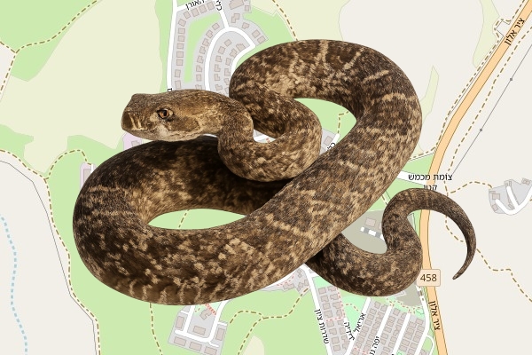 עמיעד קדמון