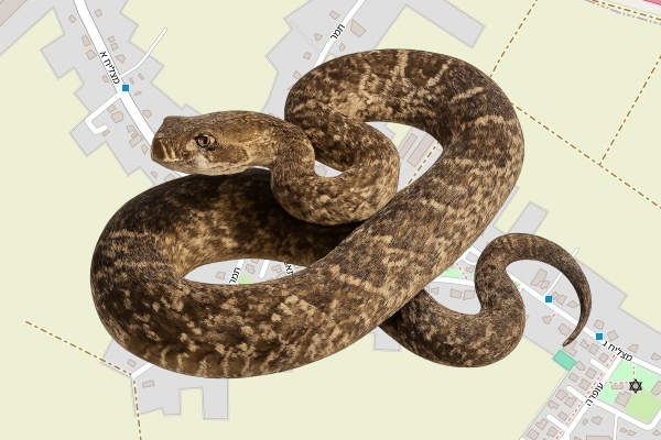 יהונתן סמוכה