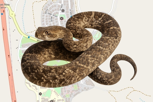איתמר ויס